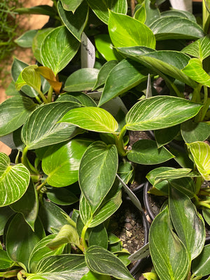 Philodendron  'birkin'