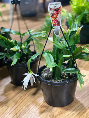 Zygocactus  mixed colours hanging basket