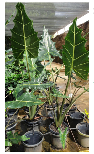 Alocasia ‘Sarian’