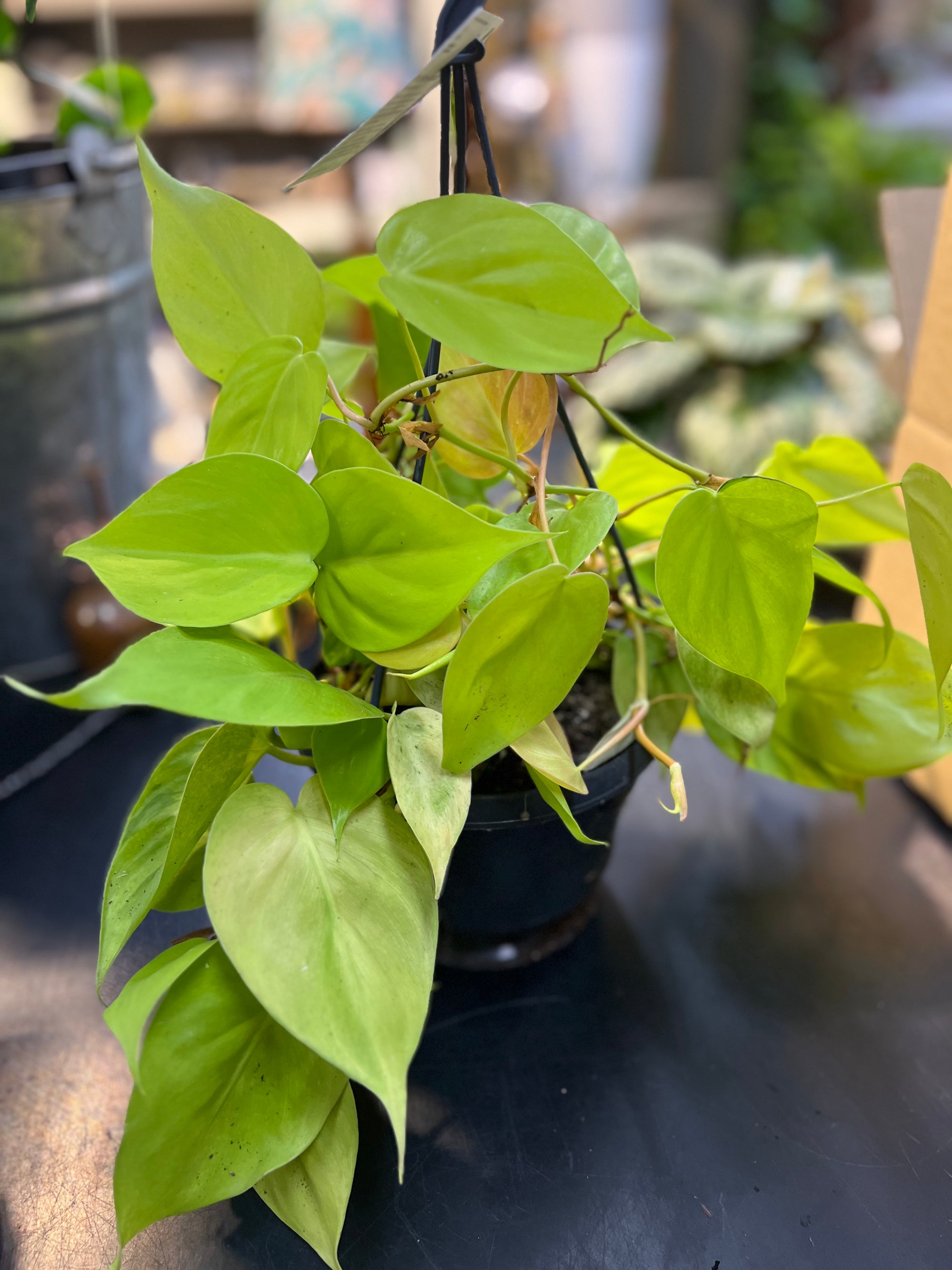 Philodendron  Cordatum "GOLDILOCKS "