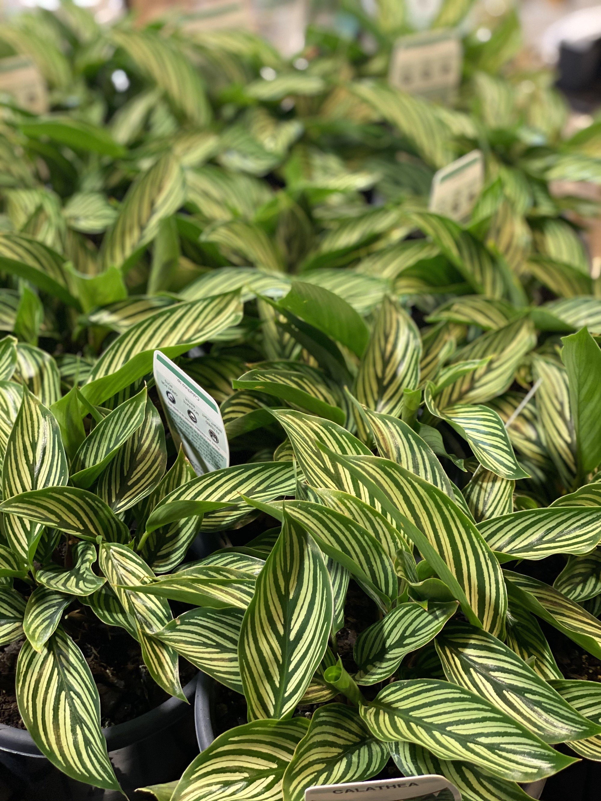 Calathea vittata - That Plant Shop