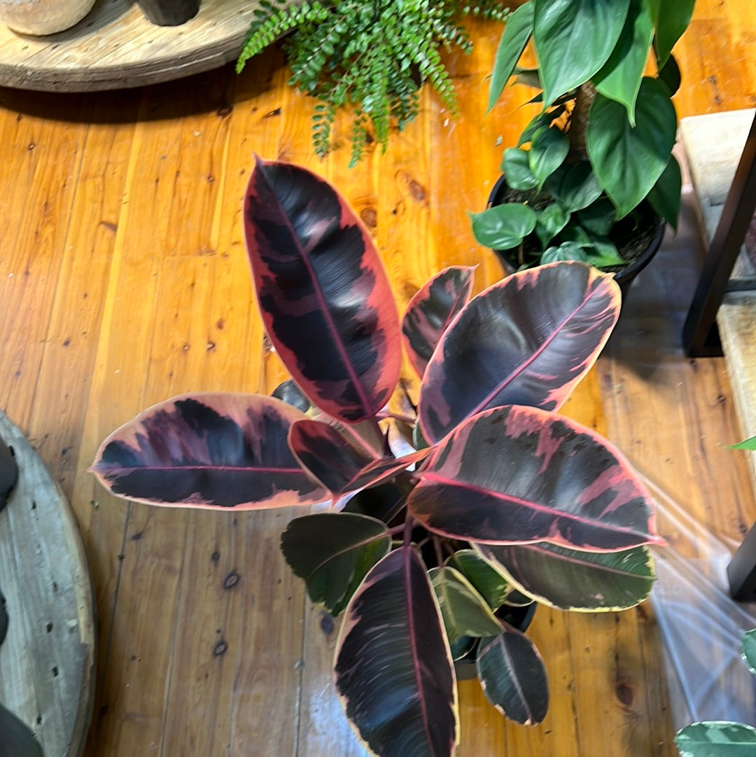 Ficus elastica Ruby