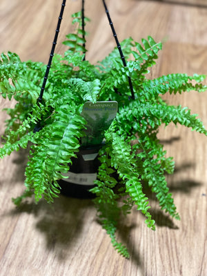 Boston fern nephrolepis exalta