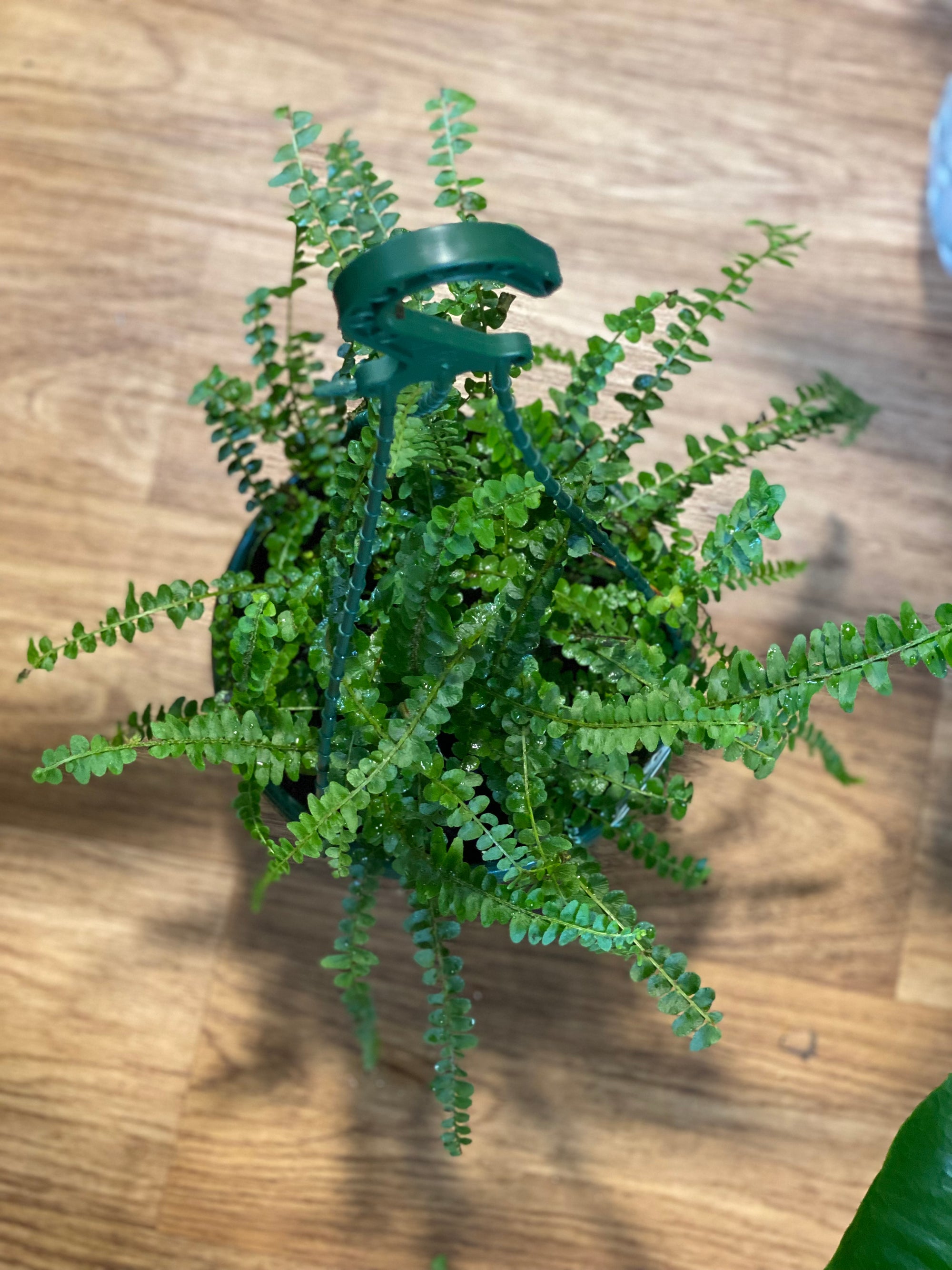 Nephrolepis cordifolia Duffii “lemon button fern”