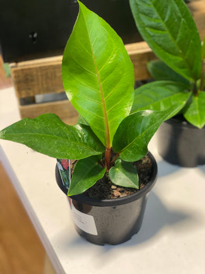 Anthurium hookerii pink ruffles
