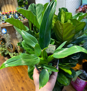 Philodendron Martianum “fat boy”