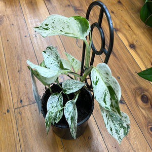 Pothos ‘marble queen’ epipremnum