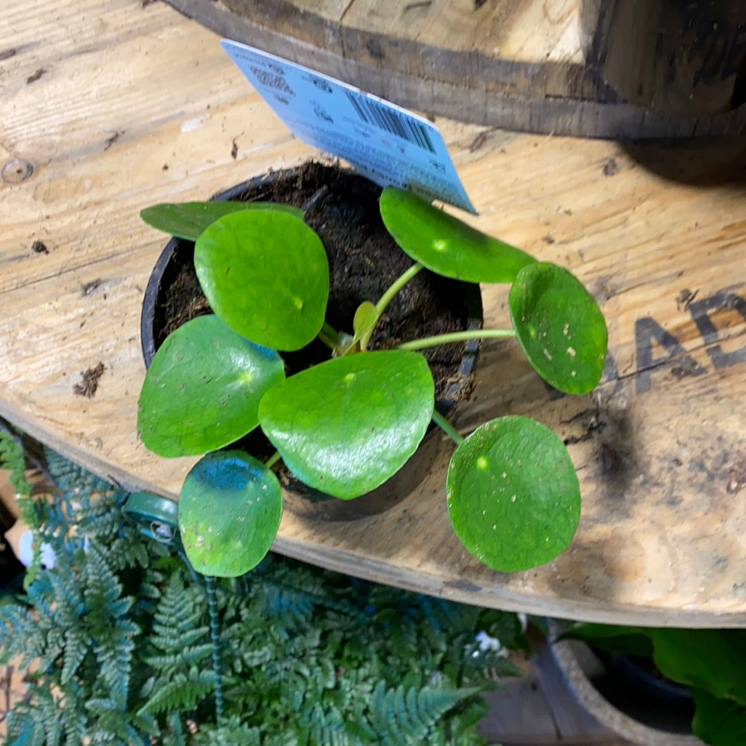 Pilea peperomioides Chinese money plant