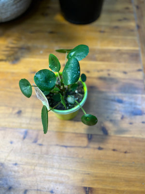 Pilea peperomioides Chinese money plant