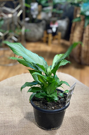 Spathiphyllum “platinum mist”