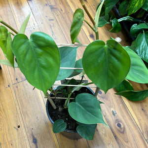 Philodendron Cordatum heart leaf