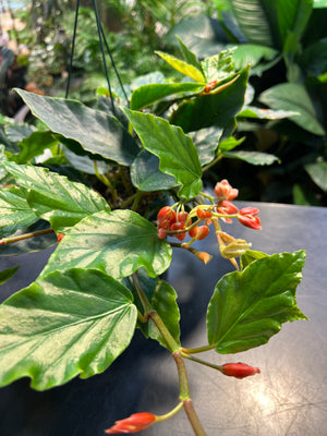 Begonia Glaucophylla "shrimp begonia"