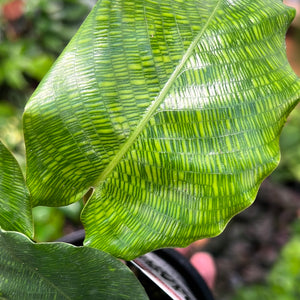 Calathea musaica