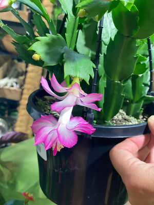 Zygocactus  mixed colours hanging basket