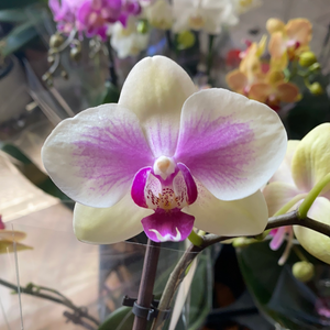 Phalaenopsis mini  double stem orchid