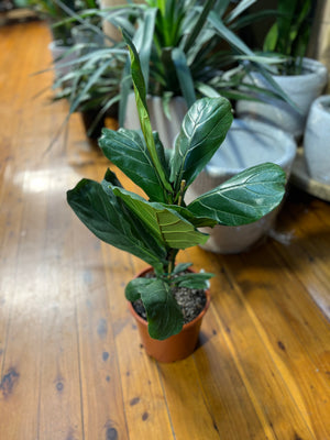 Ficus lyrata “fiddle leaf fig”