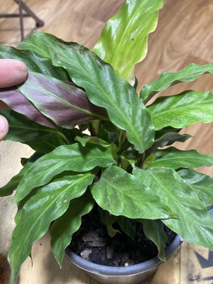 Calathea rufibarba Furry Feather - That Plant Shop