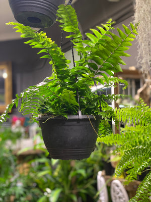 Nephrolepis biserrata macho hanging basket