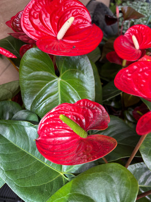 Anthurium andraeanum ex large