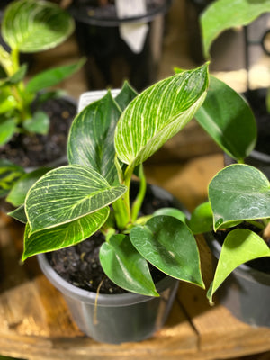 Philodendron  'birkin'