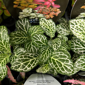 fittonia nerve plant assorted