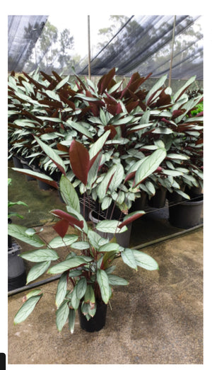 Ctenanthe grey star