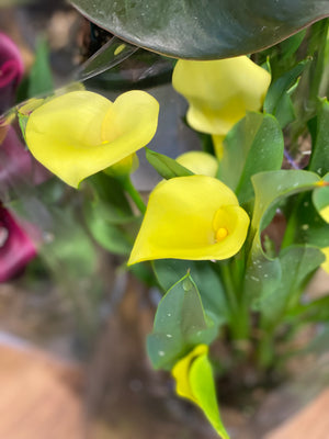 Calla lily Zantedeschia aethiopica