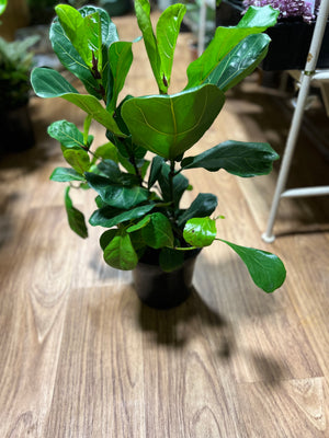 Ficus lyrata “fiddle leaf fig”