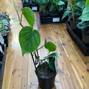 Philodendron Cordatum heart leaf