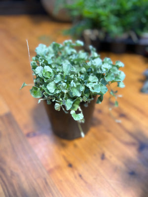 Dichondra silver falls