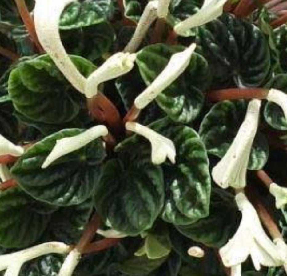 Peperomia Lilian