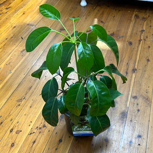 Schefflera alpine junior ( umbrella tree)