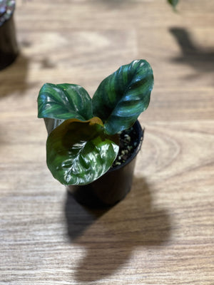 Calathea trifasciata