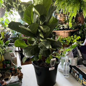 Ficus lyrata “fiddle leaf fig”