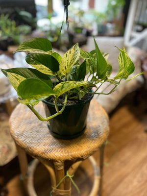 Pothos ‘marble queen’ epipremnum