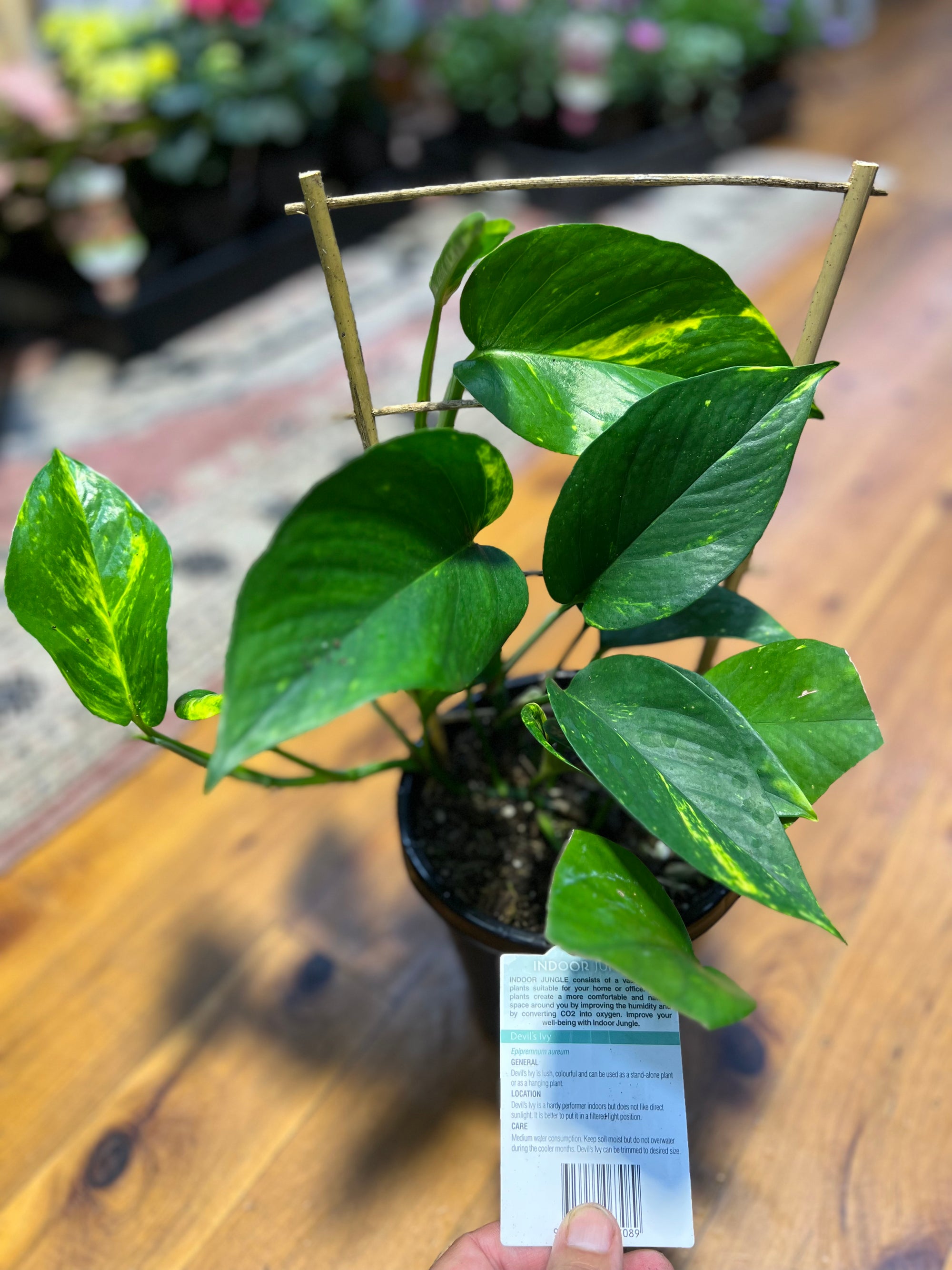 Epipremnum aureum "devils Ivy" pothos