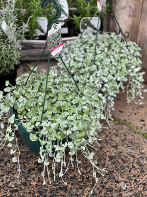 Dichondra silver falls