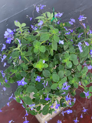 Streptocarpus “nodding violet”