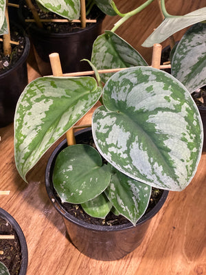 Scindapsus pictus argyreaus ‘satin pothos’