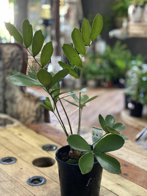 Zamia furfuracea 'cardboard plant' - That Plant Shop