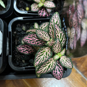 fittonia nerve plant assorted