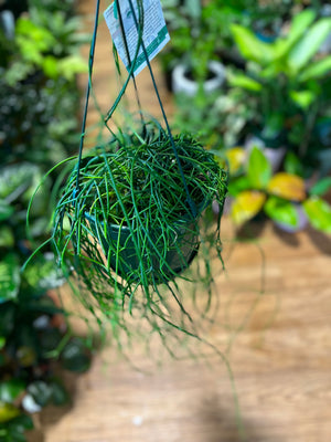 Rhipsalis baccifera campos-Portoana