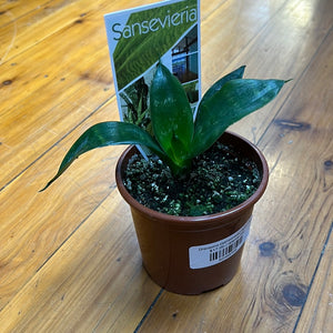 Dracaena (sanseviera) trifasciata