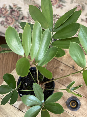 Zamia furfuracea 'cardboard plant' - That Plant Shop