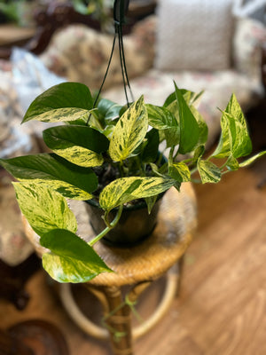 Pothos ‘marble queen’ epipremnum