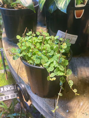 Peperomia prostrate “string of turtles”