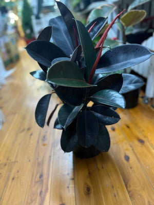 Ficus ‘elastica’ burgundy