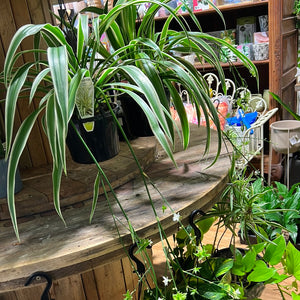 Chlorophytum ‘ ribbon plant’ , ‘spider plant’