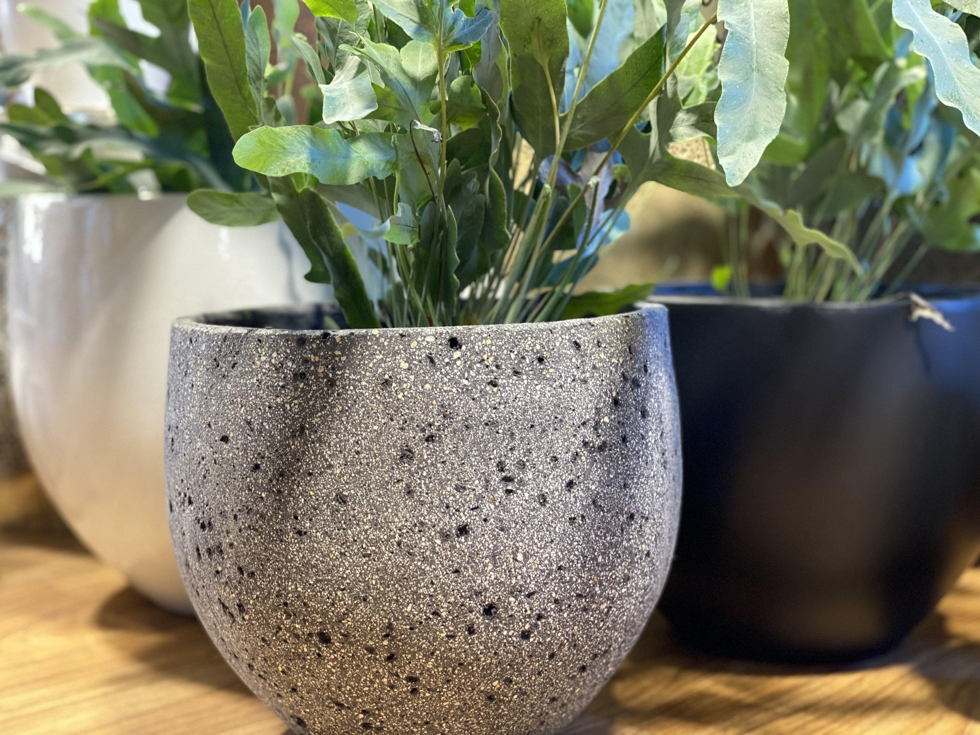 Urban Planters Volcanic Grey - That Plant Shop