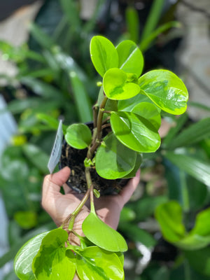 Peperomia lemon lime